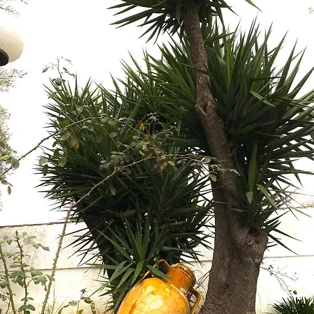 Gli Ulivi Vacanze *